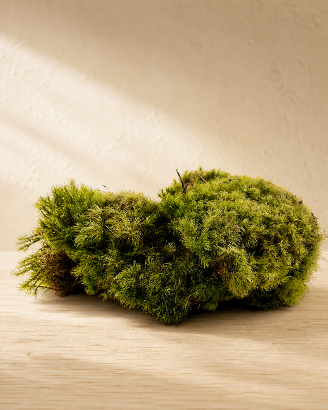 A fresh, feathery moss clump on pale oak with a warm off-white backdrop