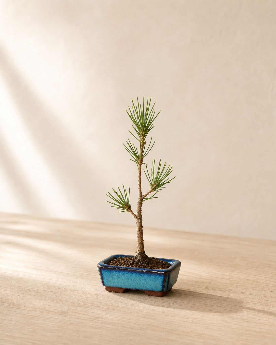 Japanese black pine bonsai with a rugged trunk and dark green needles