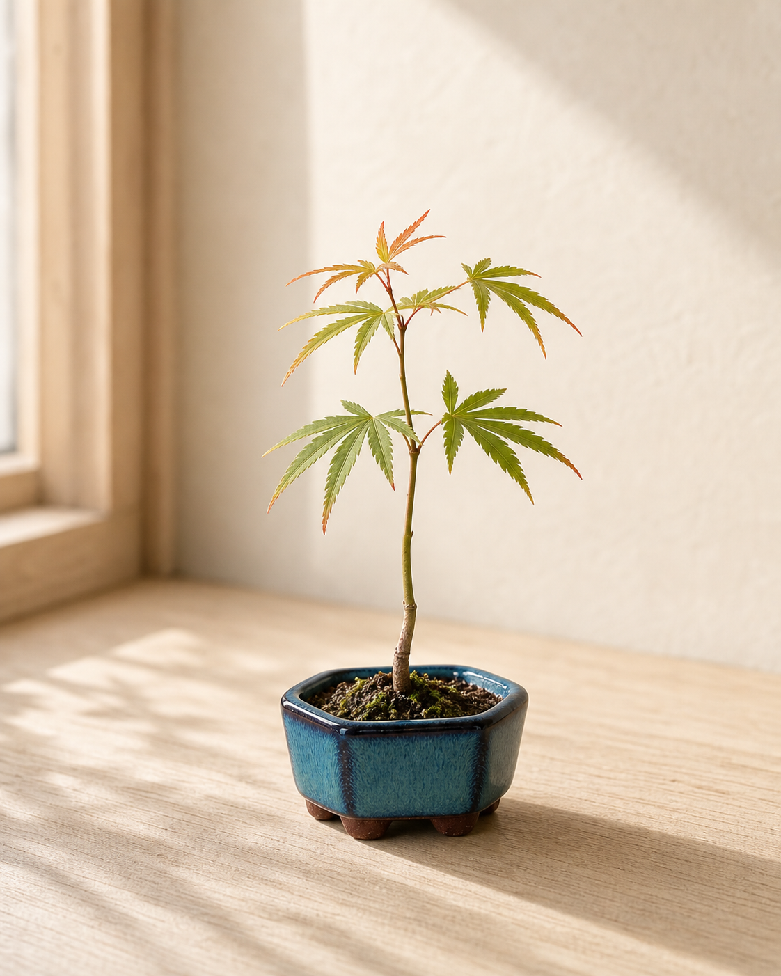 Japanese maple bonsai with delicate leaves and warm seasonal color